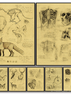 Old Sketch Studies Poster Vulpes/Skeleton Home Room Medical