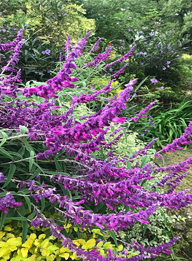 墨西哥鼠尾草花镜植物阳台庭院