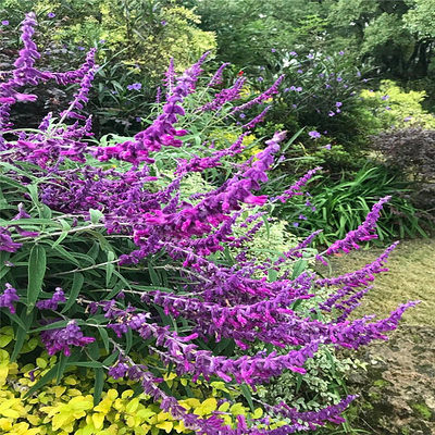 墨西哥鼠尾草花镜植物阳台庭院