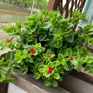 吊兰盆栽开花植物多年生好养 牡丹吊兰花苗带花阳台垂吊植物四季