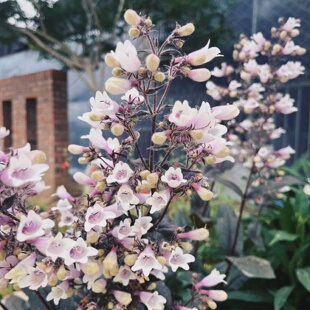 毛地黄吊钟柳盆栽花苗多年生花园阳台花镜绿植多年生耐寒宿根植物