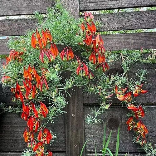 鹦鹉嘴吊兰垂吊植物阳台