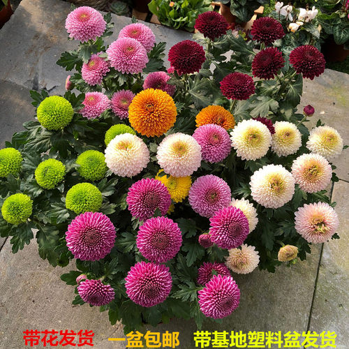 乒乓菊盆栽重瓣球菊花苗室内阳台开花植物带花花卉花期长耐寒 - 封面