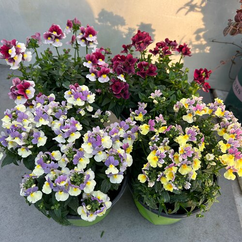 龙面花盆栽带花发带花苞阳台庭院耐寒多年生芳香植物好养花期长