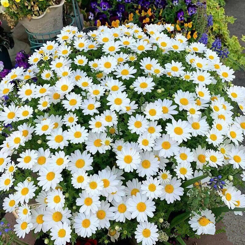 白晶菊盆栽阳台室外花园里的开花机器花期长耐寒植物白色雏菊