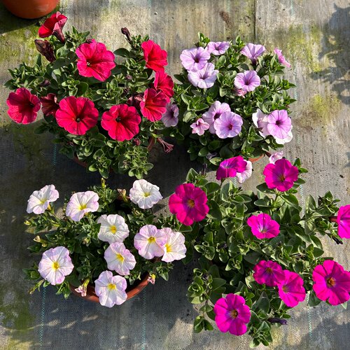 超级舞春牵牛花盆栽易爆花耐热