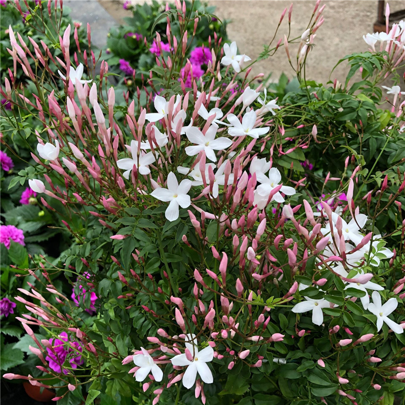 素馨花盆栽阳台庭院春天