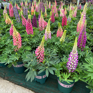 鲁冰花盆栽羽扇豆花苗阳台带花大苗花卉庭院耐寒植物多年生包邮