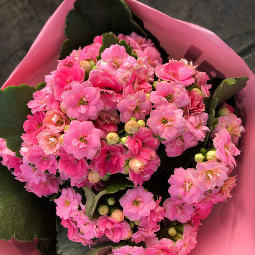 绿植重瓣巴黎办公室长寿花盆栽