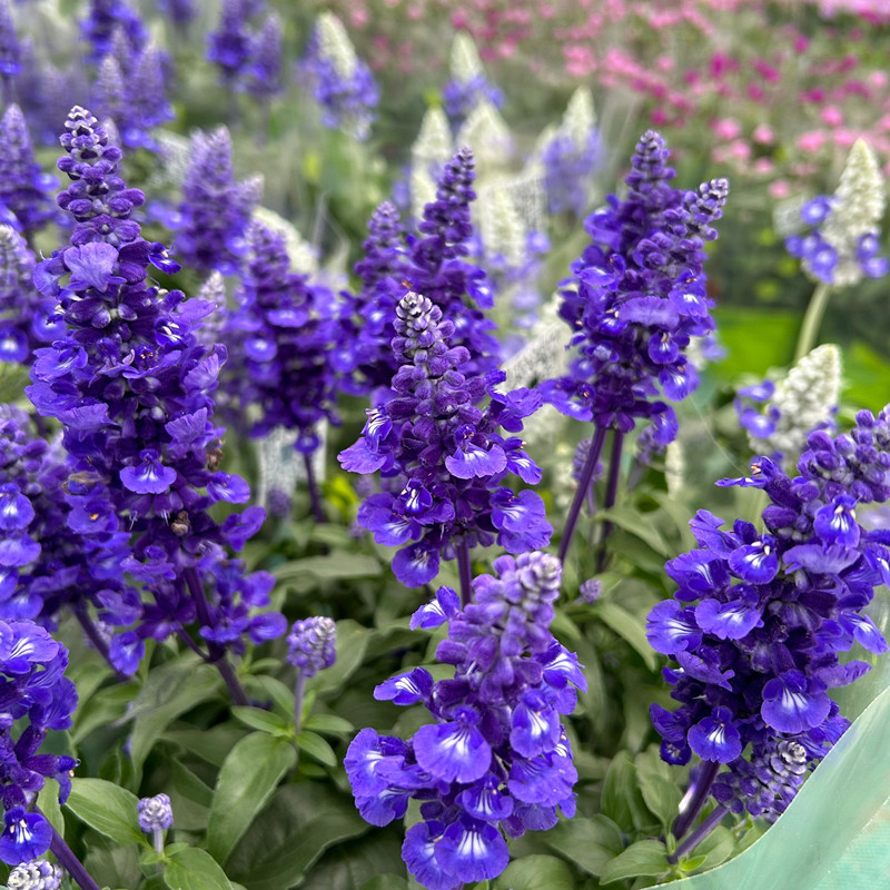 鼠尾草盆栽带花阳台庭院植物