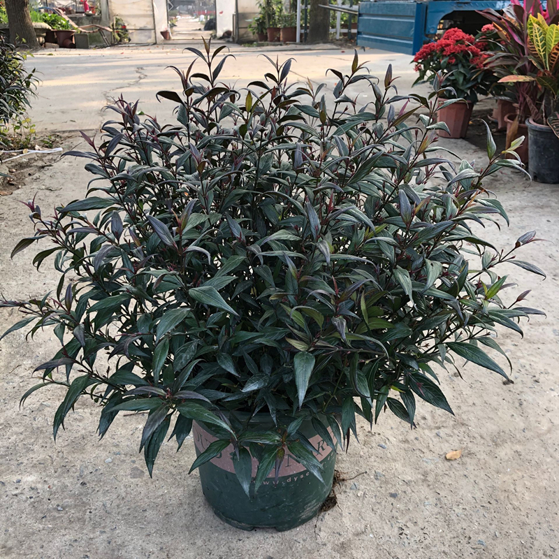 紫叶马蓝盆栽花镜植物阳台庭院花卉耐寒四季常青耐寒耐热马兰花