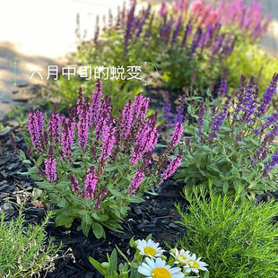 林荫鼠尾草盆栽带花苞花苗阳台庭院地栽花镜植物耐热好养