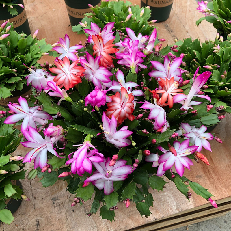 蟹爪兰盆栽带花苞室内阳台开花植物重瓣蟹爪兰花苗好养四季花卉