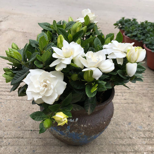 老桩阳台庭院植物栀子花盆栽