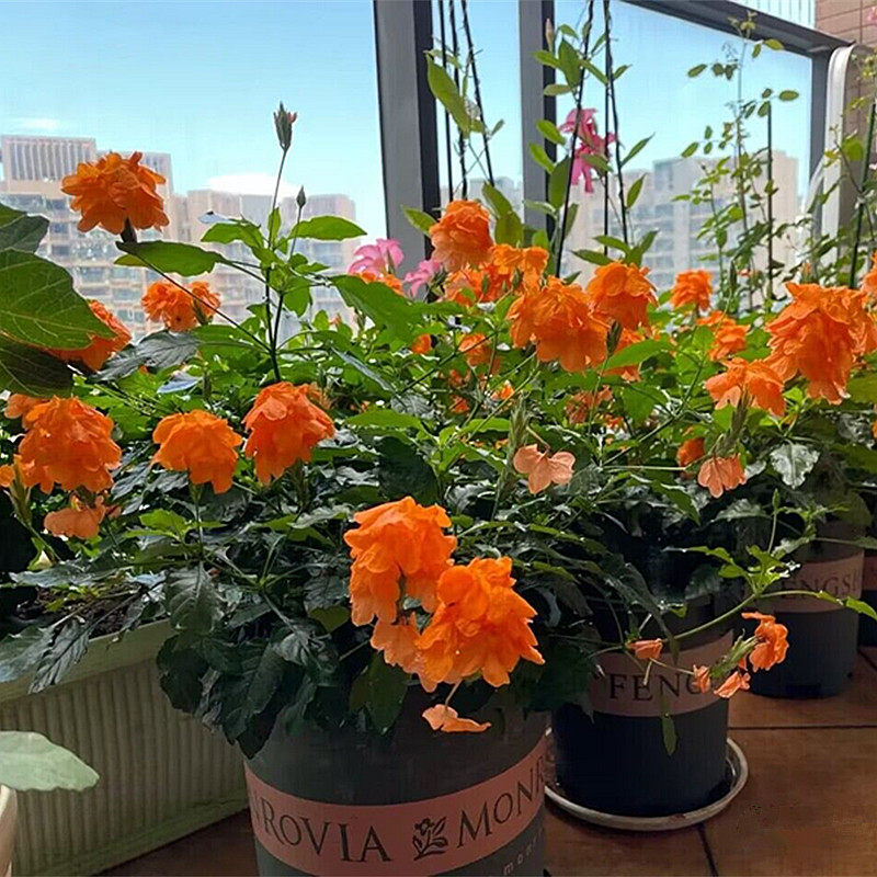 鸟尾花盆栽室外开花植物耐热庭院花园植物多年生花卉鸟尾花植物