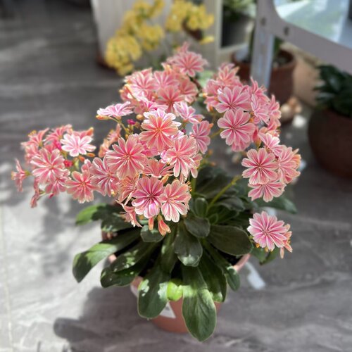 露薇花盆栽带花花期长芳香花卉好养适合阳台庭院多年生开花植物