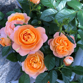 果汁阳台盆栽月季 花卉 大苗棒棒糖植物浓香带花苞多年室外庭院四季