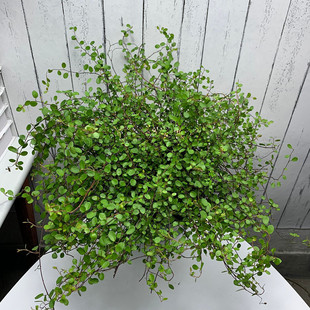千叶吊兰盆栽阳台室内垂吊植物净化空气观叶植物室内绿植婚纱吊兰