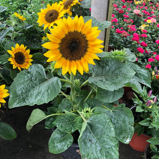 矮生向日葵盆栽花苗花苞阳台庭院向阳花卉室外可地栽耐热开花植物