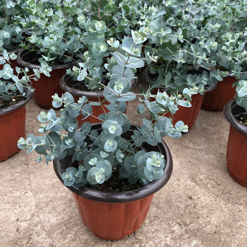 尤加利盆栽苗阳台室内植物办公室绿植花卉四季常青客厅观叶植物