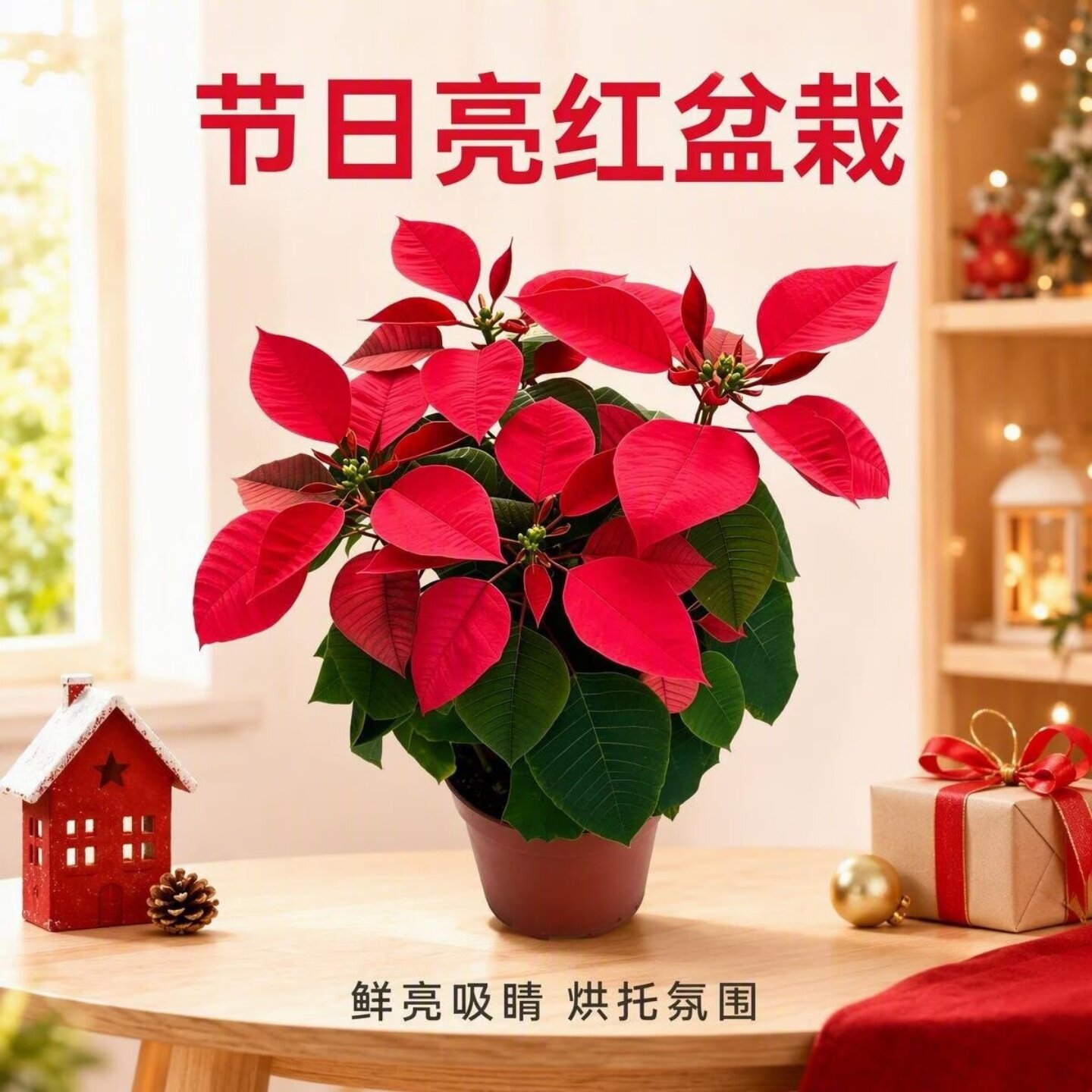 一品红盆栽圣诞红年宵花室内阳台观赏植物节日氛围绿植好养易活图片