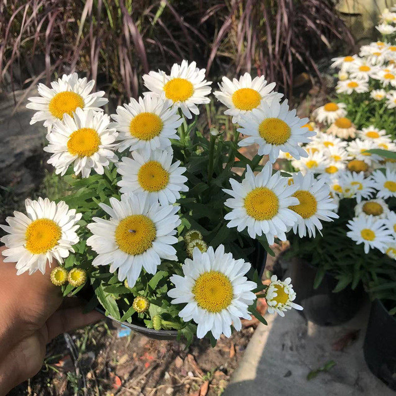 植物苗长带花多年生阳台宿根花镜植物菊花庭院盆栽大滨菊耐寒花期