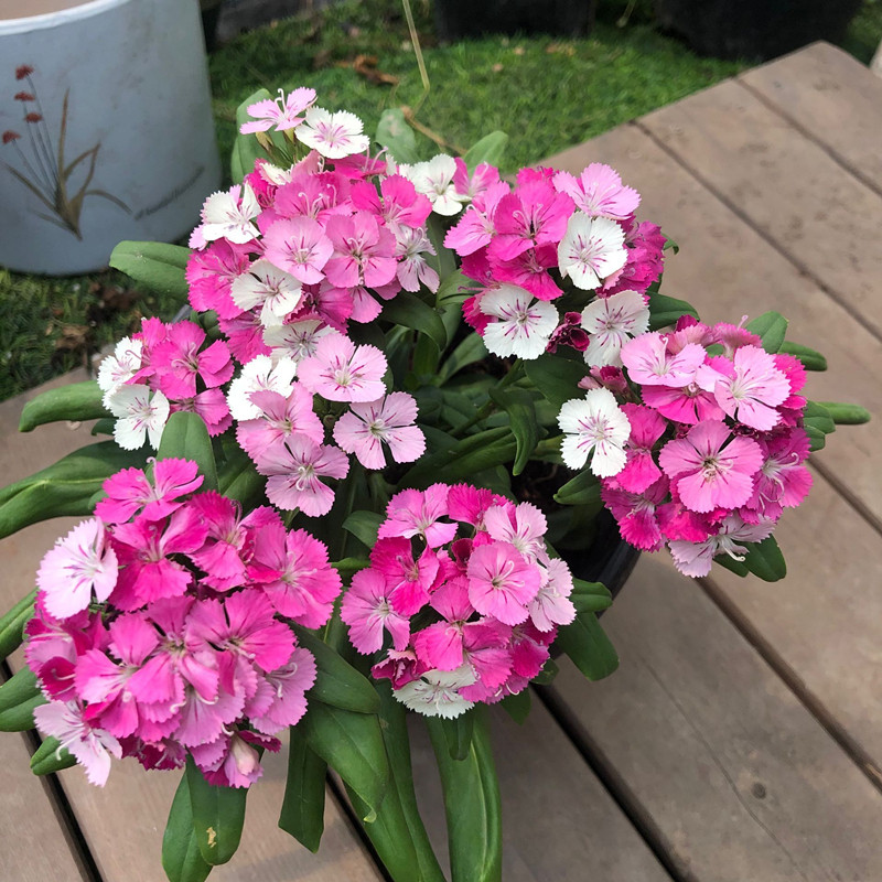 绣球石竹花苗带花苞室外耐寒植物庭院花园四季花卉霹雳石竹盆栽