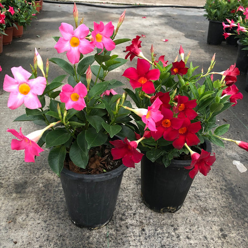 盆栽带花苞阳台好养爬藤植物