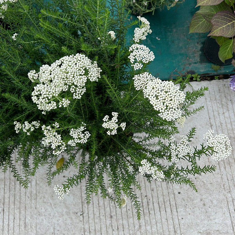 澳洲米花树盆栽花苗花阳台庭院花镜植物爆米花多年生灌木耐寒花卉