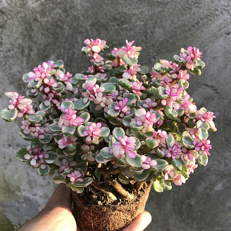 室内阳台盆栽雅乐之舞多肉植物图片