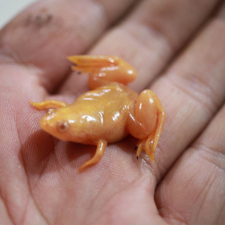 金蛙小蛤蟆活体宠物蛙 小金蛙活体 龙鱼饲料 饲料青蛙 金蟾蛙活体