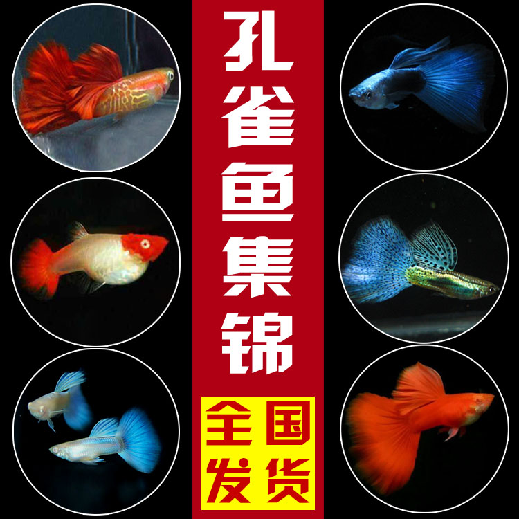 热带鱼孔雀鱼凤尾鱼彩虹鱼观赏鱼活体小型淡水鱼繁殖胎生鱼 包邮