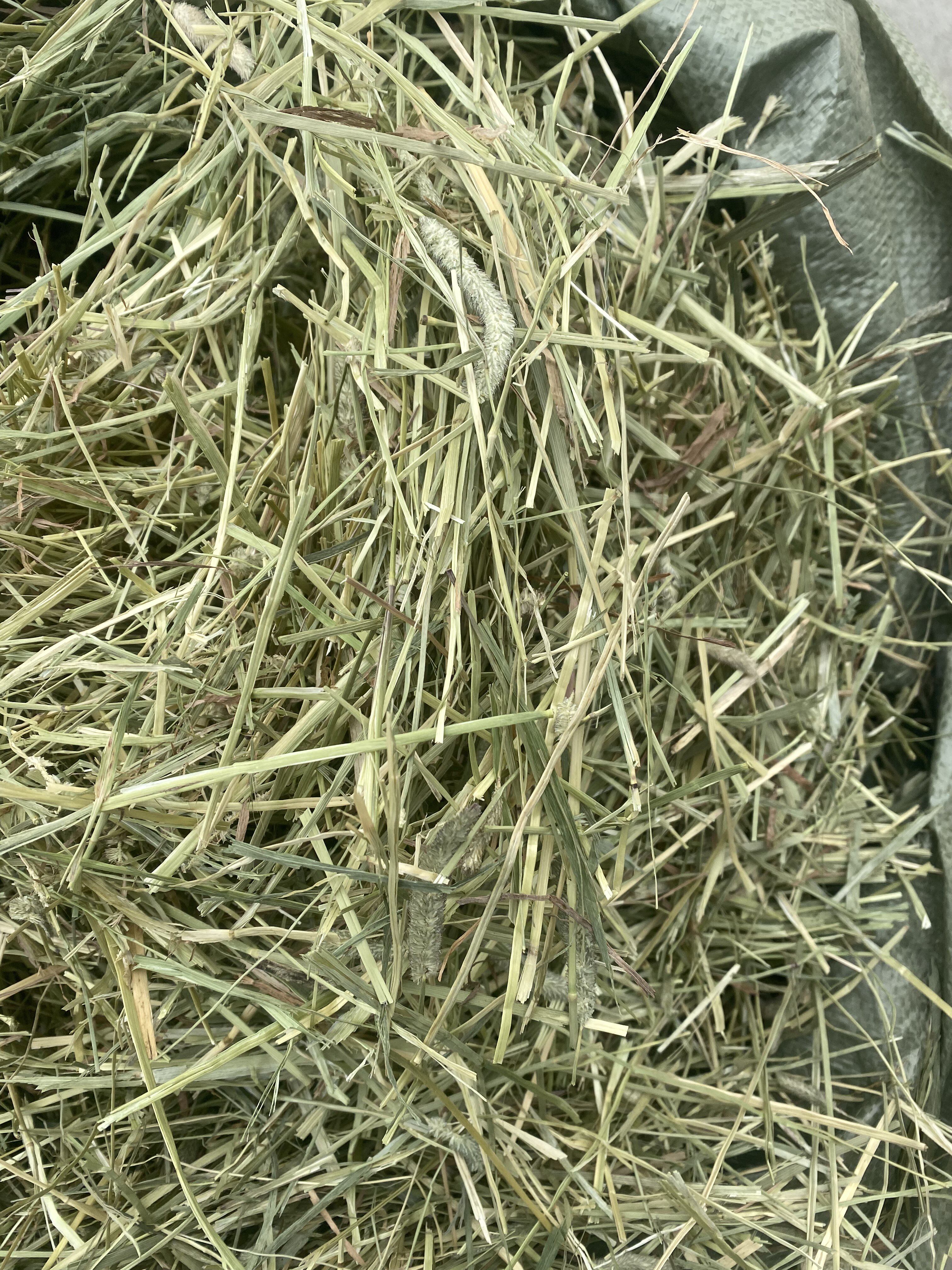 sp级加拿大提摩西草碎龙猫兔子荷兰猪草饲料草段进口干草食用牧草