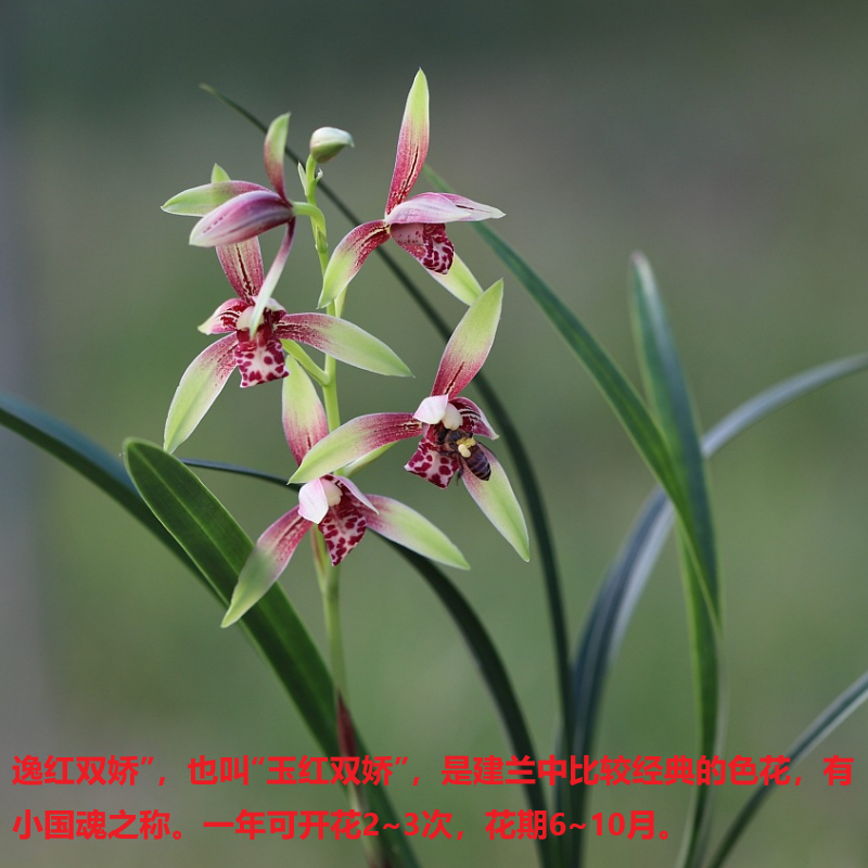 浓香兰花苗 建兰小国魂逸红双娇 夏季带花苞室内好养花卉绿植包邮