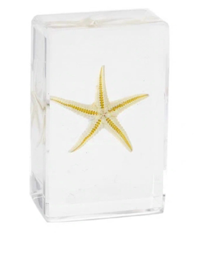 海洋生物自然认知长方体小书镇树脂工艺品摆件礼品