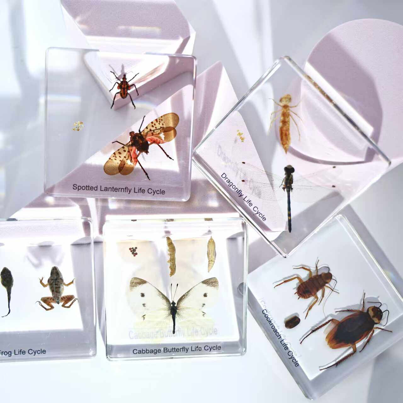 昆虫生长历程标本蝴蝶蜻蜓青蛙生活史自然科学教具跨境树脂工艺品