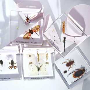 昆虫生长历程标本蝴蝶蜻蜓青蛙生活史自然科学教具跨境树脂工艺品
