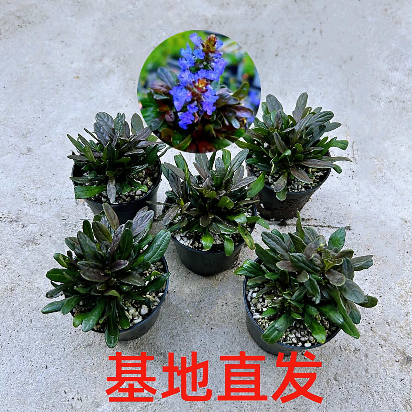 山野草彩色姬十二单筋骨草耐寒耐热喜水庭院 阳台多年生盆栽植物
