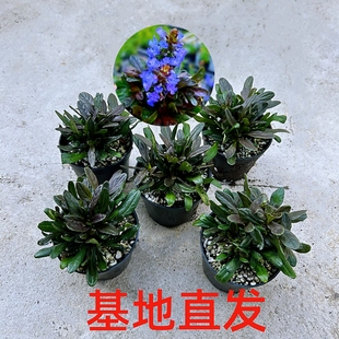 山野草彩色姬十二单筋骨草耐寒耐热喜水庭院 阳台多年生盆栽植物