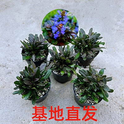 山野草彩色姬十二单筋骨草耐寒