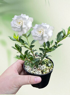寿星栀子花盆栽好养盆栽浓香绿植