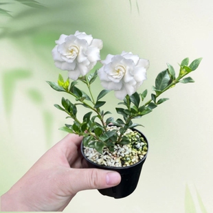 栀子花小叶寿星斑入浓香盆栽花卉植物室内阳台水培绿植四季好养