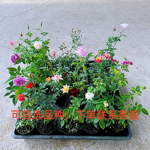 姬乙女蔷薇玫瑰四季开花绿植花卉