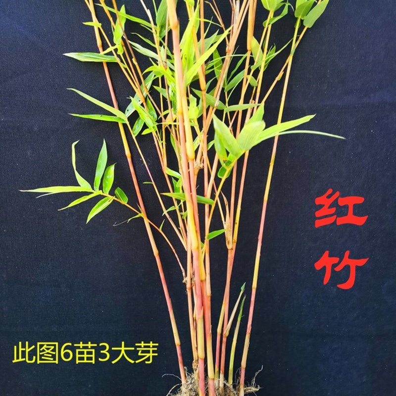 红杆观音竹的特点,红竹图片,红杆竹养护_大山谷图库