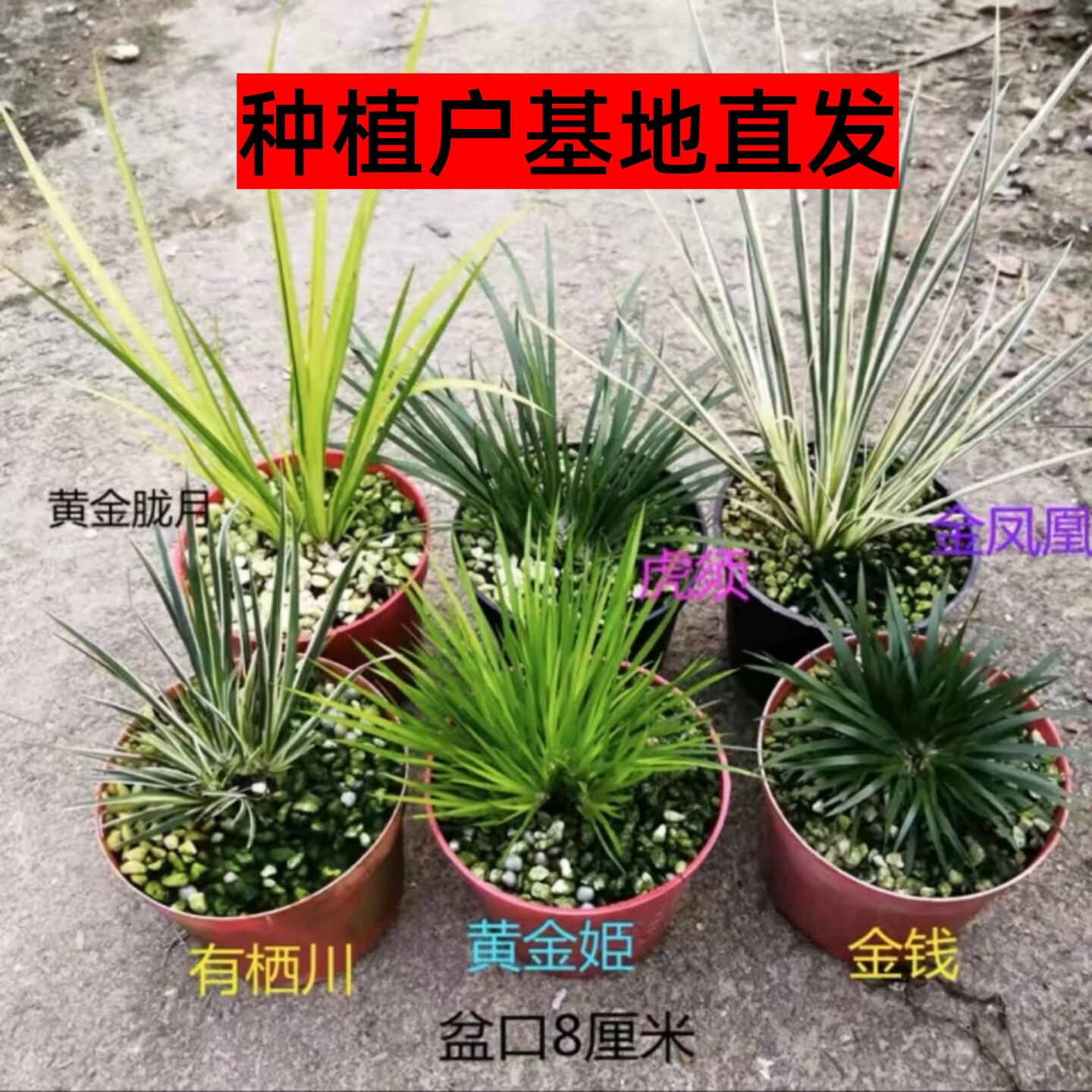 黄金姬金钱菖蒲草盆景水培好养龟缸造景室内附石绿植盆栽花卉