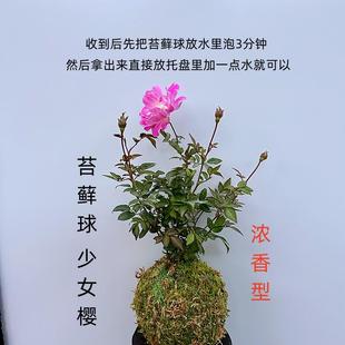 水中美人苔藓球迷你超微月季 阳台 带花苞小盆栽四季 开花玫瑰姬月季