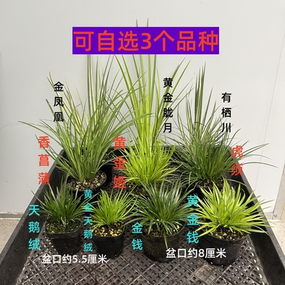 黄金姬金钱菖蒲盆景水培好养绿植