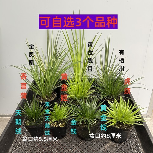 黄金姬金钱菖蒲盆景水培好养绿植