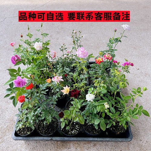 日本超微姬月季蔷薇玫瑰花四季开花迷你微型盆栽阳台桌面花卉绿植