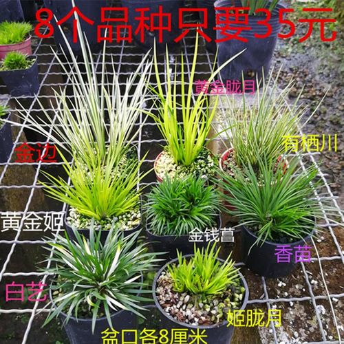 菖蒲微型植物盆景贵船苔金钱好养